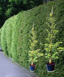Rotbuchen-Hecke (Fagus Sylvatica) kaufen