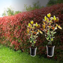 Rote Glanzmispel-Hecke 'Red Robin' (Photinia fraseri) kaufen