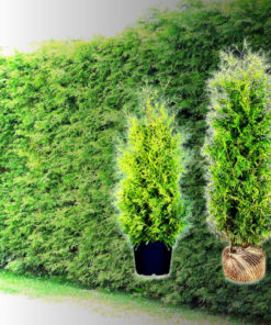 Lebensbaum Thuja-Hecke Brabant (Thuja occ. Brabant) kaufen