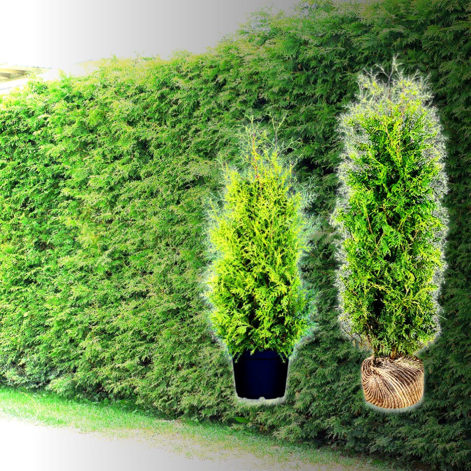 Lebensbaum Thuja-Hecke Brabant (Thuja occ. Brabant) kaufen