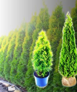 Lebensbaum Thuja-Hecke Smaragd (Thuja occ. Smaragd) kaufen