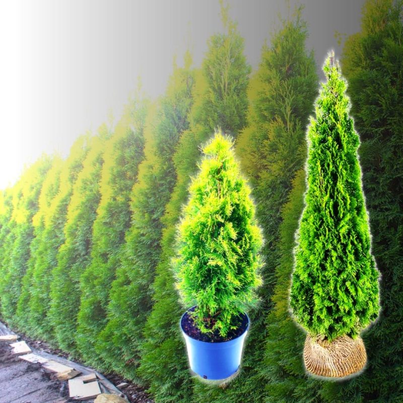 Thuja Smaragd kaufen » Preise & Liefertermine [versandfrei]