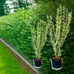 Wintergrüner Liguster-Hecke (Ligustrum Atrovirens) kaufen