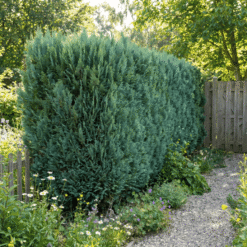 Blaue Scheinzypresse Hecke_kaufen