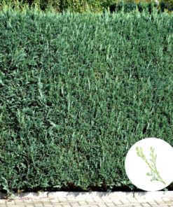 Blaue Scheinzypresse (Chamaecyparis lawsoniana Columnaris Glauca)