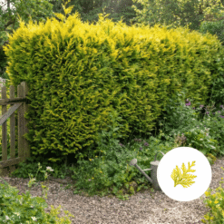 Gelbe Scheinzypresse Hecke_kaufen