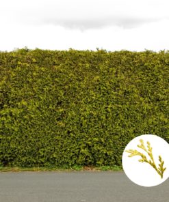 Gelbe Scheinzypressen-Hecke (Chamaecyparis lawsoniana 'Yvonne')