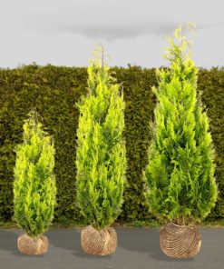 Gelbe Scheinzypresse Hecke