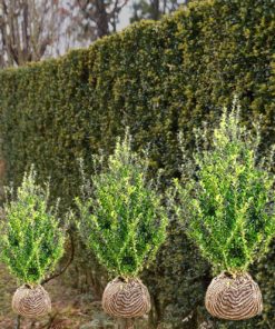 Japanische Stechpalme Hecke