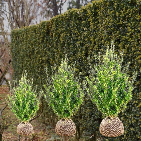Ilex Crenata » Steckbrief & Ratgeber Hecken Helge