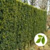 48+ Hecke Schmal Immergrün, 4,5/5         (4 295 reviews)