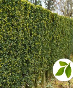 Japanische Stechpalme Hecken - Ilex Crenata 'Caroline Upright'
