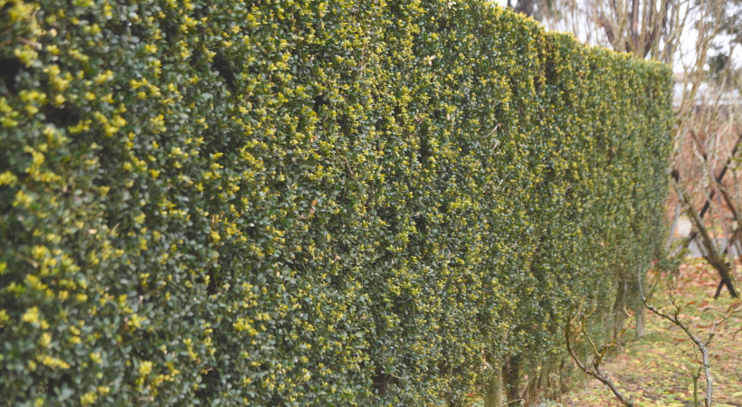 Ilex Crenata » Steckbrief & Ratgeber Hecken Helge