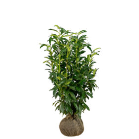 monstera minima hanging Rhaphidophora Tetrasperma Hanging Basket – Living with Green