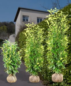 Kirschlorbeer Genolia Hecke