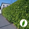 5 Schmale Heckenpflanzen (immergrün + blickdicht) 🌿