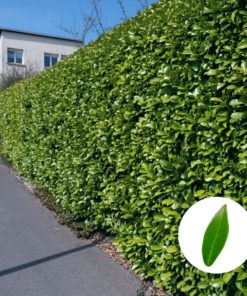 Säulen-Kirchlorbeer Hecke 'Genolia' (Prunus laurocerasus Genolia)
