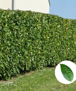 Kirschlorbeer Novita Hecke (Prunus laurocerasus Novita)