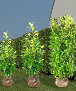 Kirschlorbeer Novita Hecke