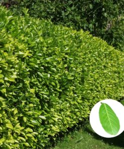 Großblättriger Kirschlorbeer Rotundifolia Hecke (Prunus laurocerasus Rotundifolia)