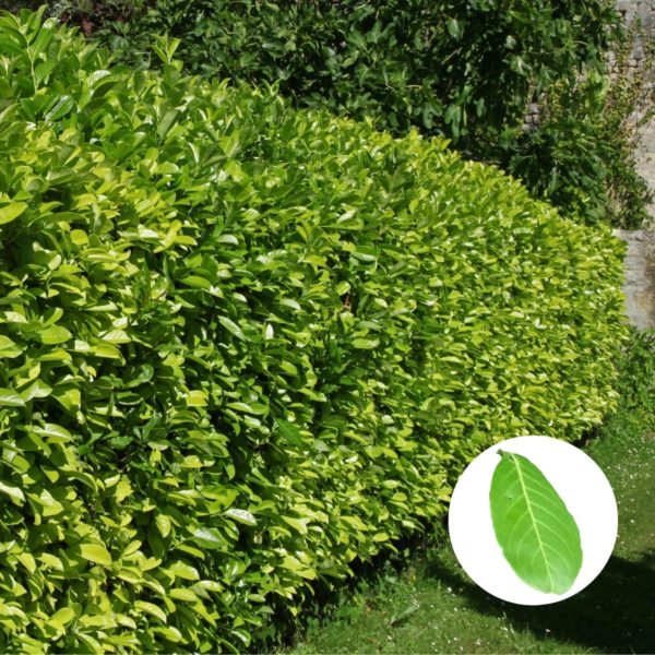 Immergrüne Hecken » Die 12 besten Heckenpflanzen (+ Bilder & Tipps)