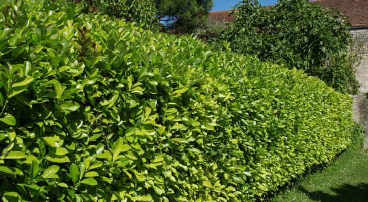 Kirschlorbeer Rotundifolia Hecke