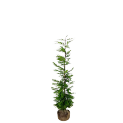 Grüne Leyland Zypresse - Topfware, 150 - 175 cm