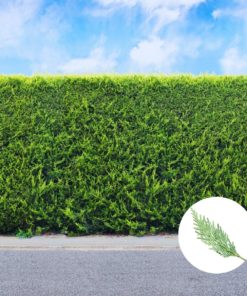 Grüne Leyland Zypressen-Hecke (Cupressocyparis Leylandii)