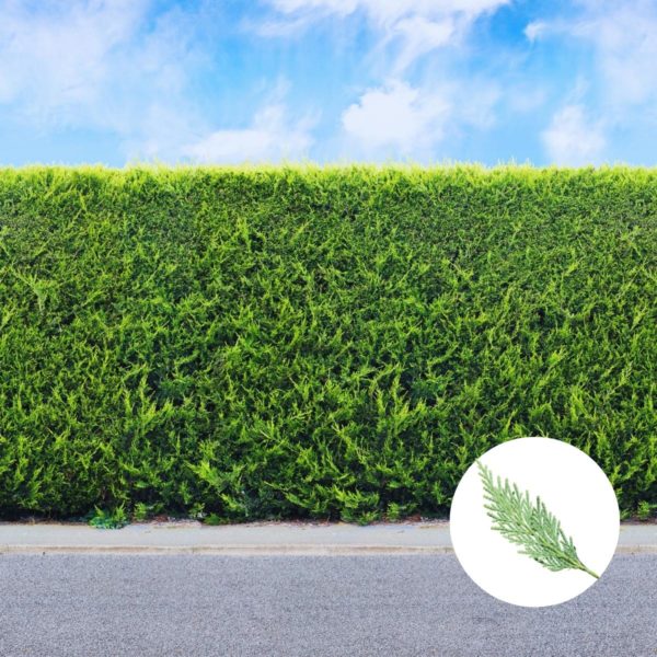 Thuja SmaragdHecke pflanzen & pflegen (7 Schritte) Hecken Helge
