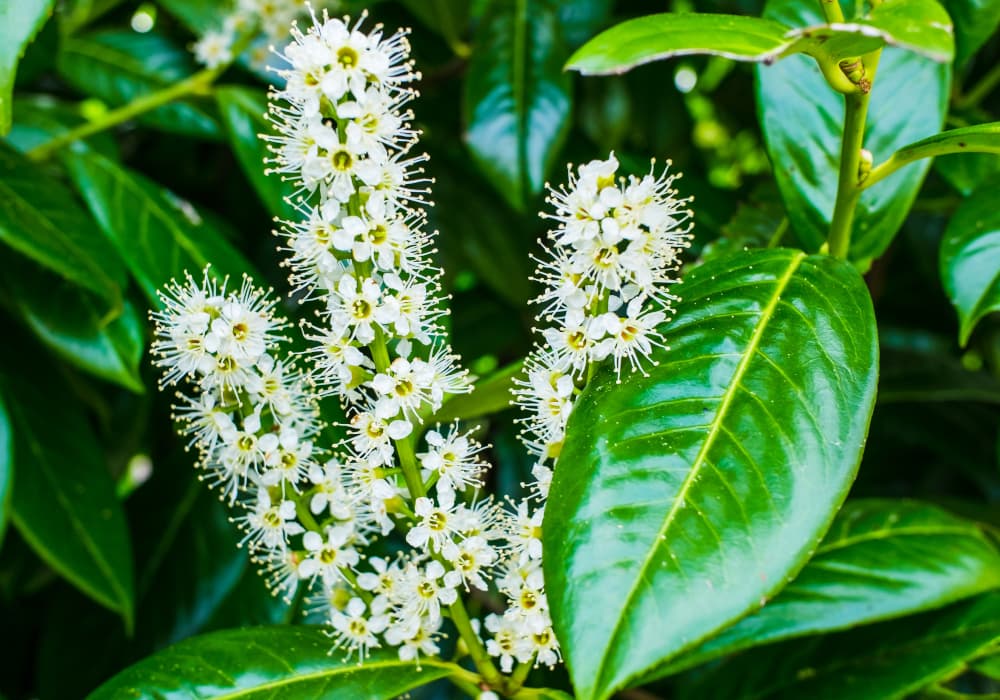 Kirschlorbeer (Prunus laur. Novita) Blüte