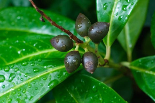 Prunus laurocerasus Novita Frucht