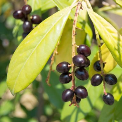 Prunus laurocerasus Rotundifolia Früchte