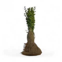 Wintergrüner Liguster - 80 - 120 cm, Wurzelware