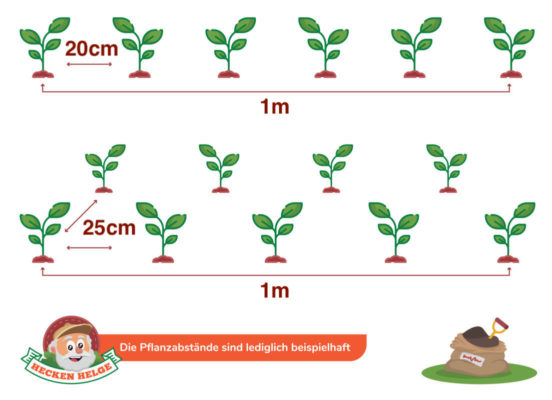 Hecken Helge Pflanzabstand