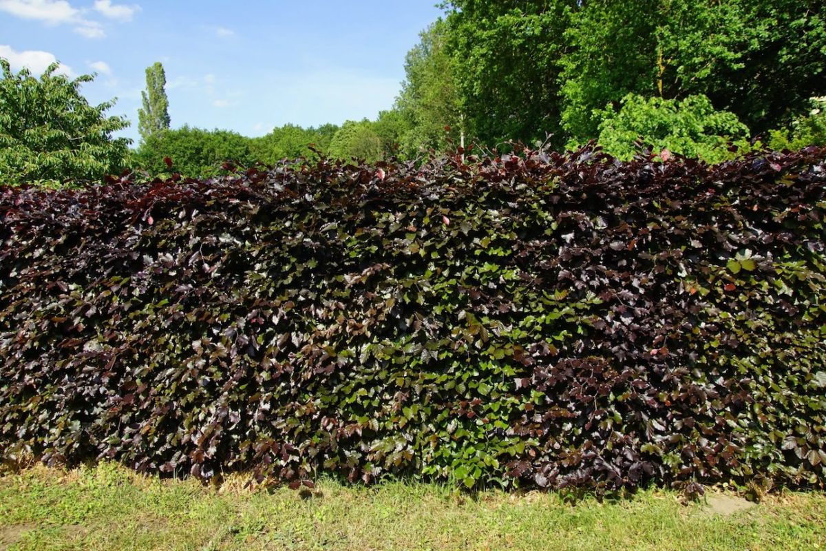 Blutbuche Fagus Sylvatica Purpurea kaufen