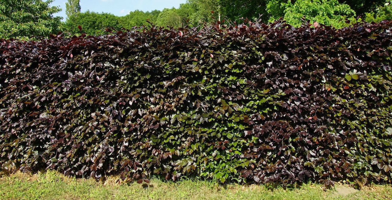 Pflegeleichte Hecken Die 5 einfachsten Heckenarten [+ Tipps]