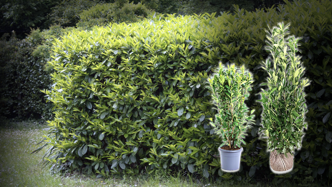 Kaukasischer Kirschlorbeer Hecke kaufen