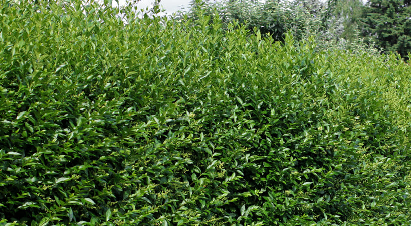 Ligustrum Ovalifolium » Steckbrief & Ratgeber Hecken Helge