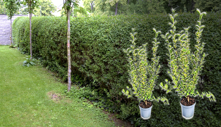 Ligustrum Ovalifolium kaufen