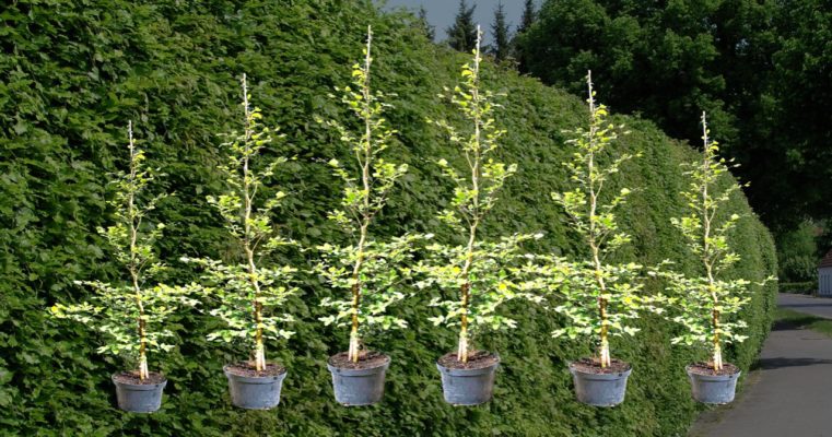 Rotbuchen online kaufen » Preise & Liefertermine