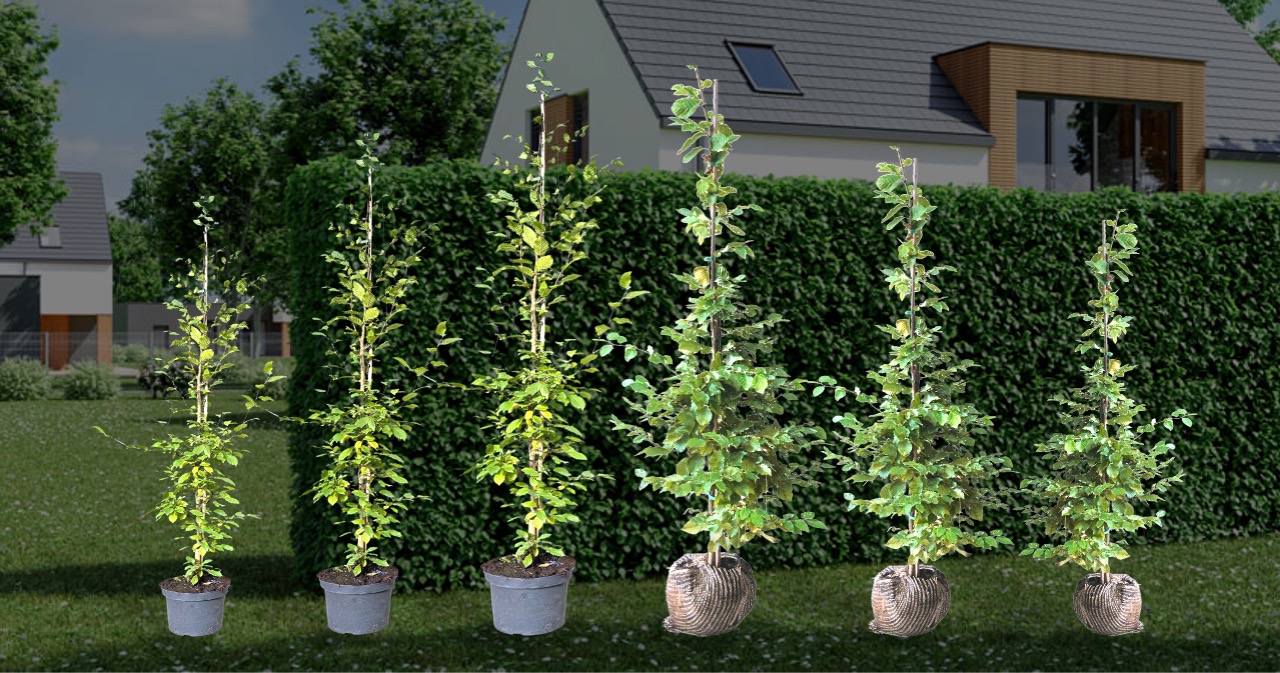 Carpinus Betulus kaufen - Preise ermitteln