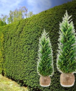 Heimische Eibe Hecke kaufen