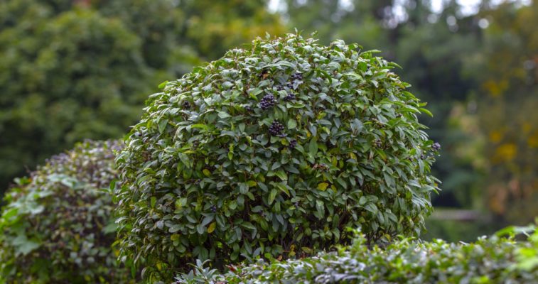 Ligustrum vulgare Atrovirens Strauch