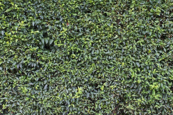 Ligustrum vulgare Atrovirens Hecke