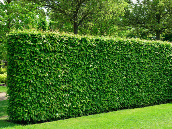 Die perfekte Hainbuchen-Hecke pflanzen und pflegen