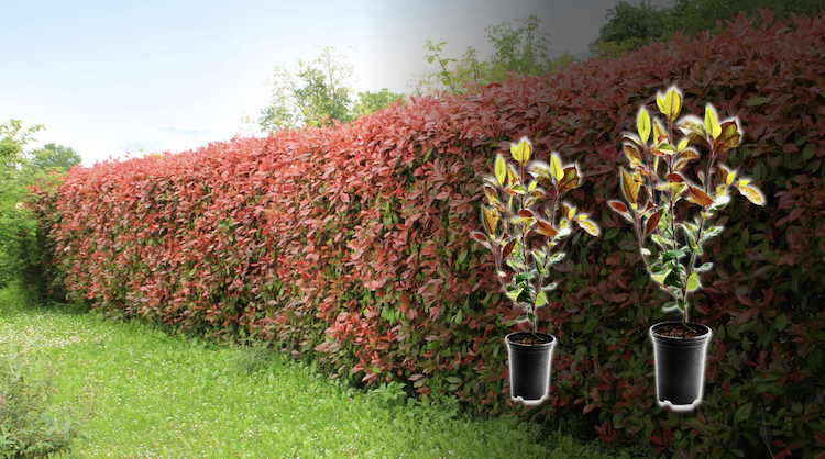 Photinia fraseri 'Red Robin’ Hecke Infos