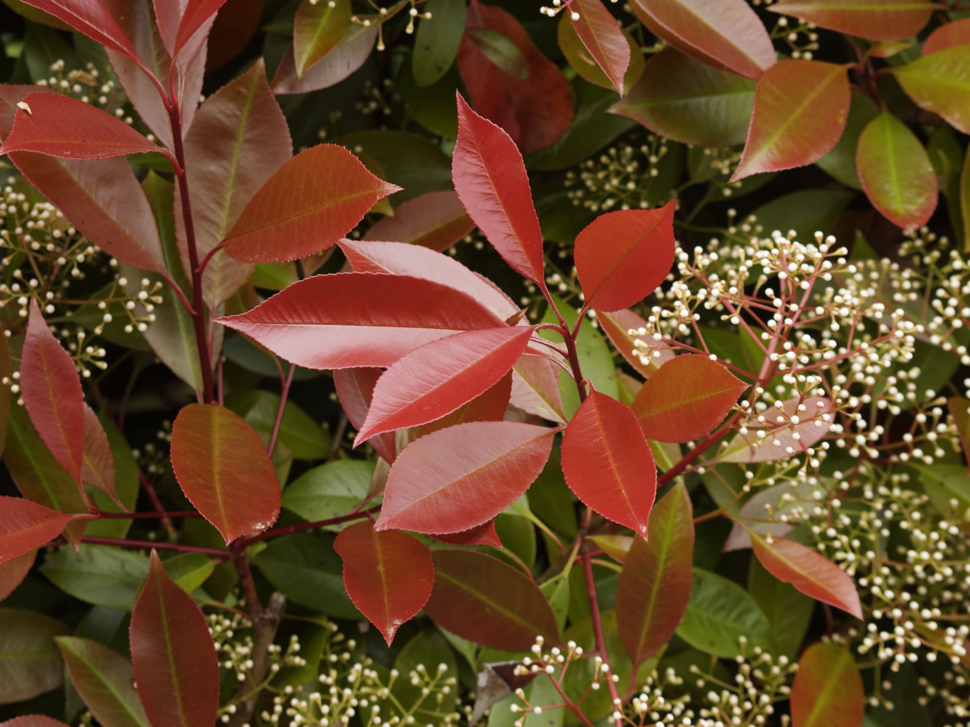 Photinia fraseri 