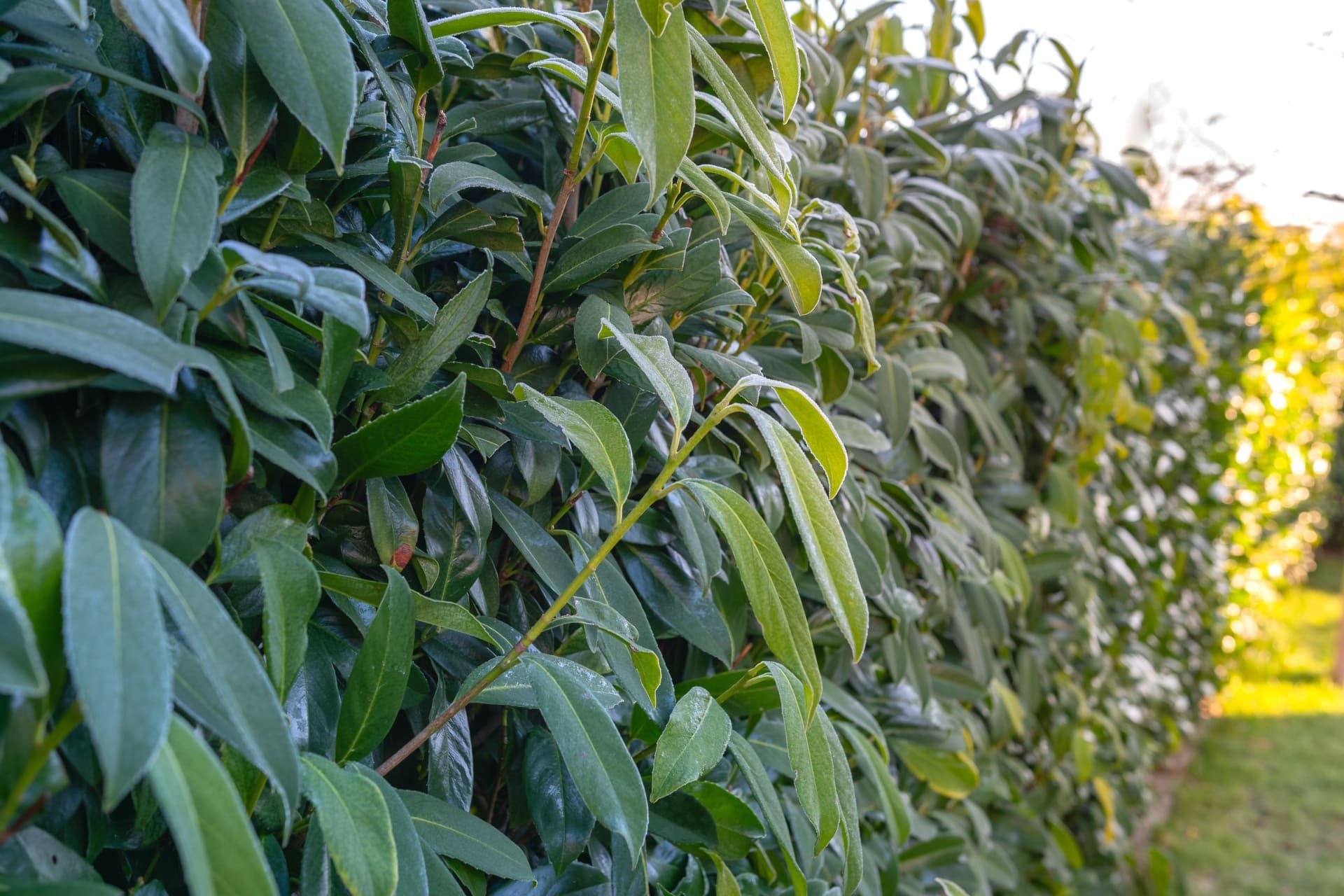 Prunus Lusitanica » Steckbrief & Ratgeber Hecken Helge