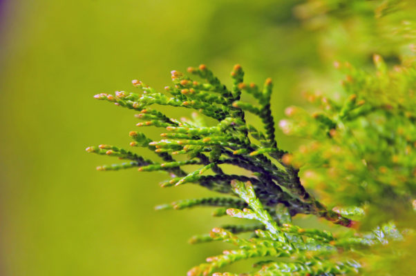 Thuja Brabant Hecke pflanzen & pflegen