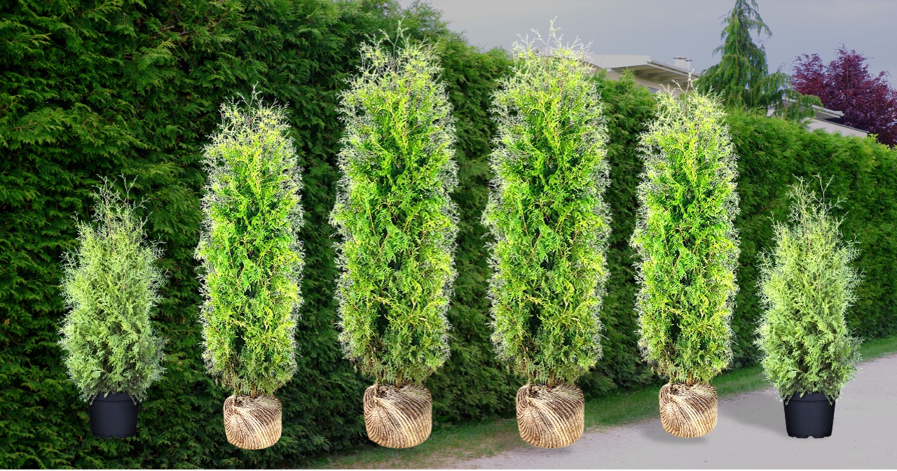 Lebensbaum Thuja Brabant kaufen - Premium Qualität bis 3 Meter